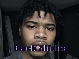 Black_Alfalfa